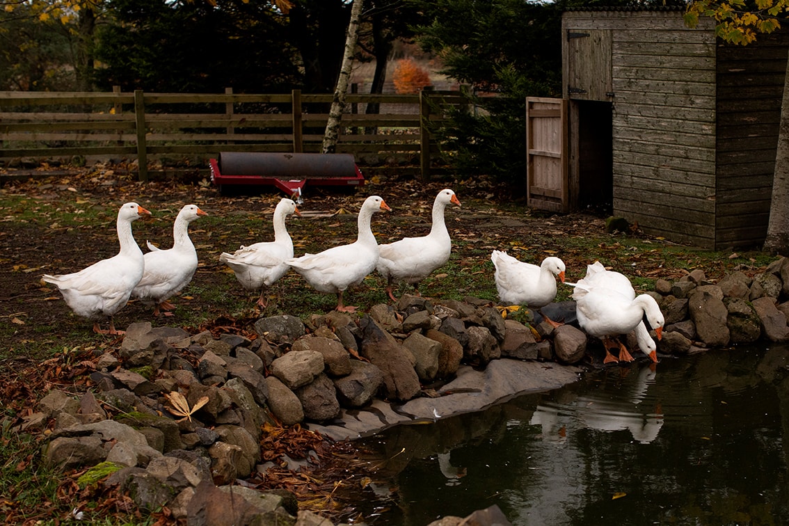 Bonnyton Farm, photographed by Jade Starmore