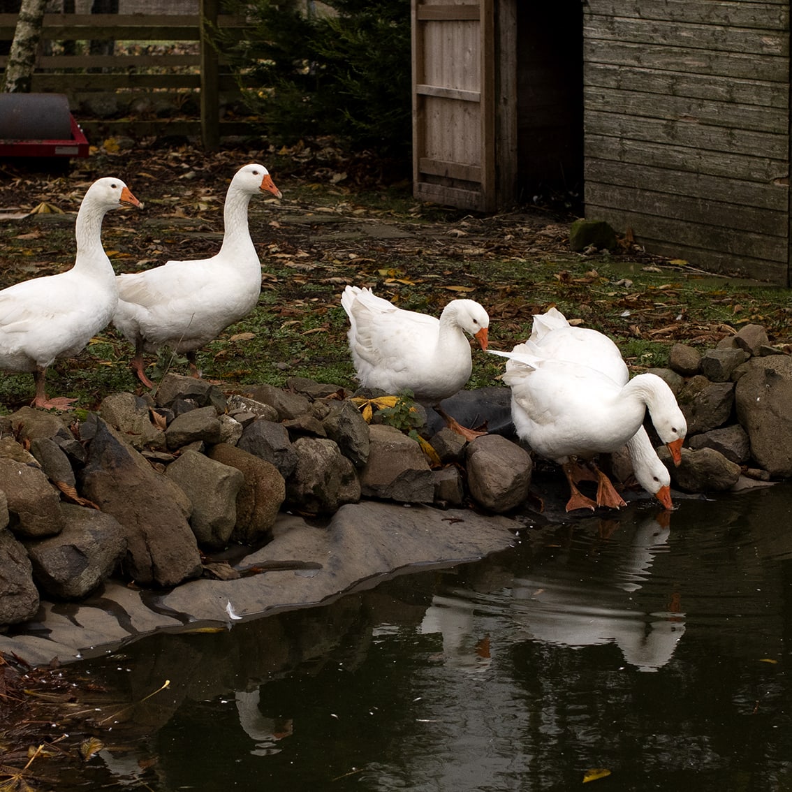 Bonnyton Farm, photographed by Jade Starmore