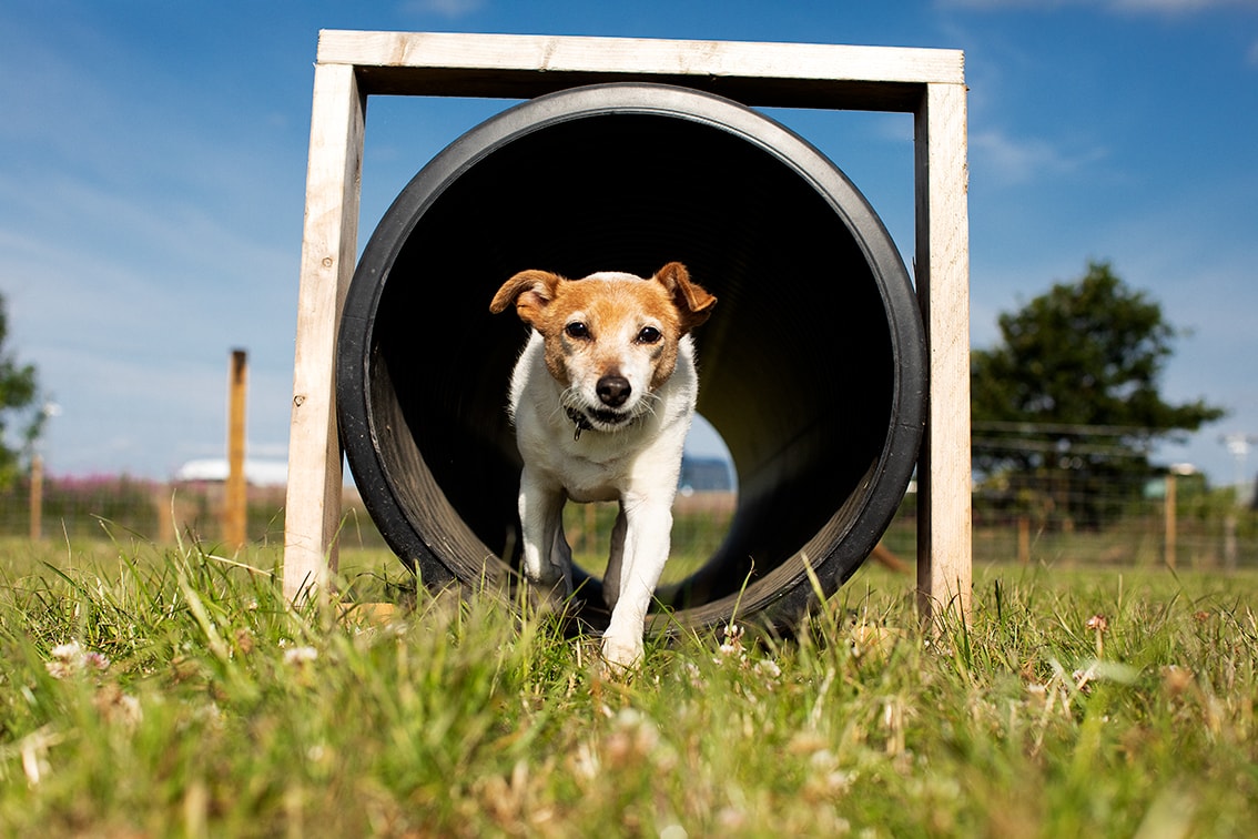 St Andrews Dog Run