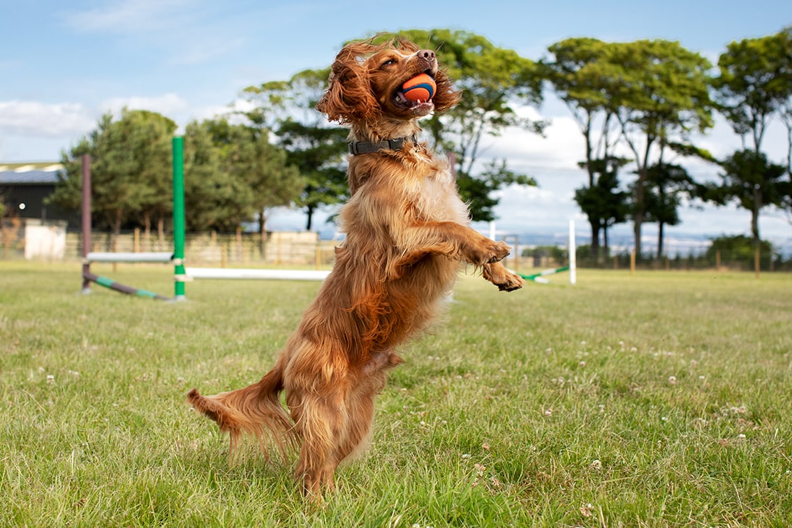 St Andrews Dog Run