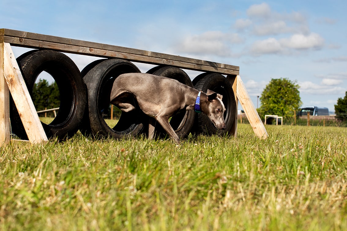 St Andrews Dog Run