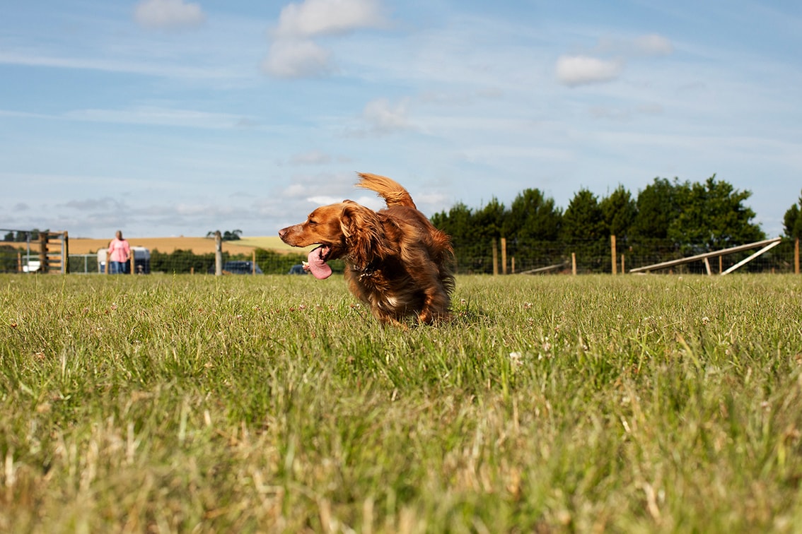 St Andrews Dog Run